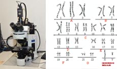 Análisis Cormosómico Análisis Cromosómico, Laboratorio de Genética, UANL, Monterrey, NL